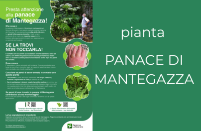 panace di Mantegazza