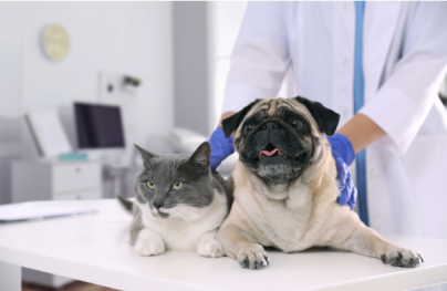 sterilizzazione cani gatti