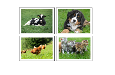 area veterinaria