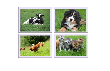 area veterinaria