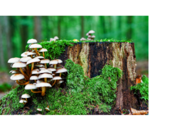 funghi